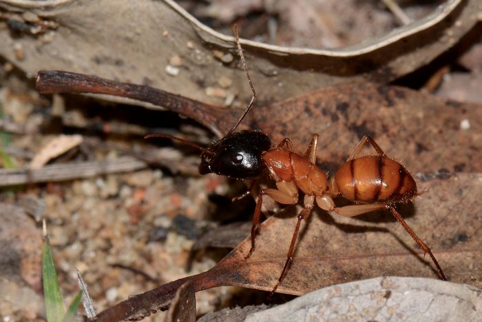 10 Самых невероятных муравьев наземле