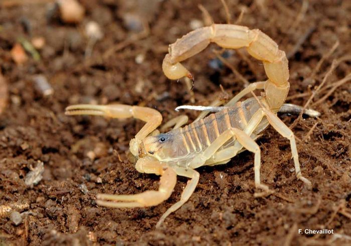 10 Самых опасных вмире скорпионов
