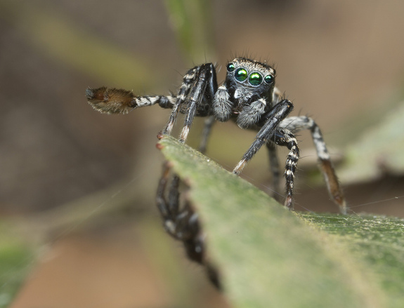 Австралийские пауки играют с самками в прятки