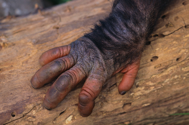 Человеческая рука оказалась древнее обезьяньей