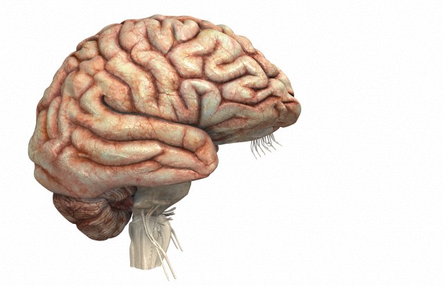 Человеческий мозг меняется сильнее, чем обезьяний