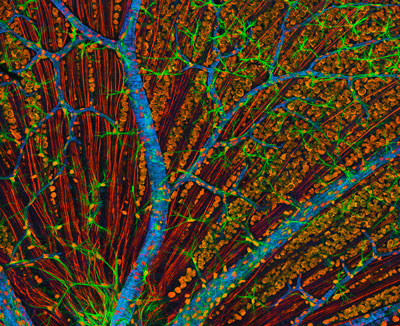 Человеческую сетчатку вырастили из искусственных стволовых клеток