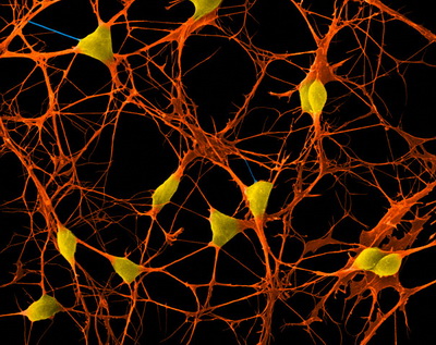Где у нейронов прячется память