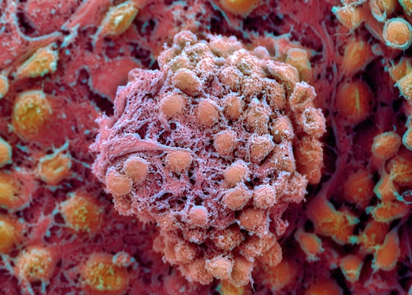 Искусственные и эмбриональные стволовые клетки похожи друг на друга