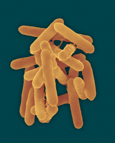 Как бактерии договариваются друг с другом