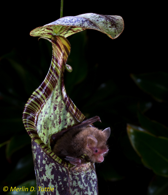 Как хищные растения подружились с летучими мышами