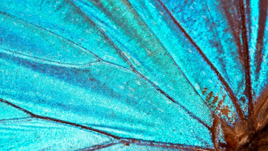 Как крылья бабочки улучшили инфракрасные датчики
