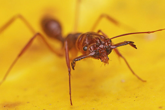 Как муравьи спасаются от муравьиного льва