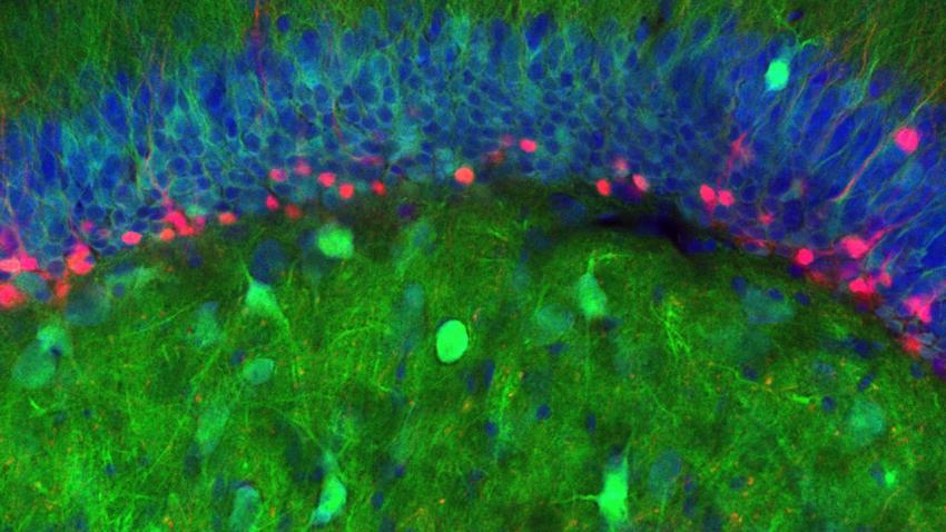 Как новые нейроны улучшают память