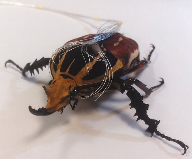 Как превратить жука в робота