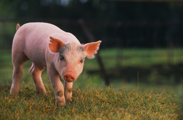Как сделать свиные органы безопасными для человека