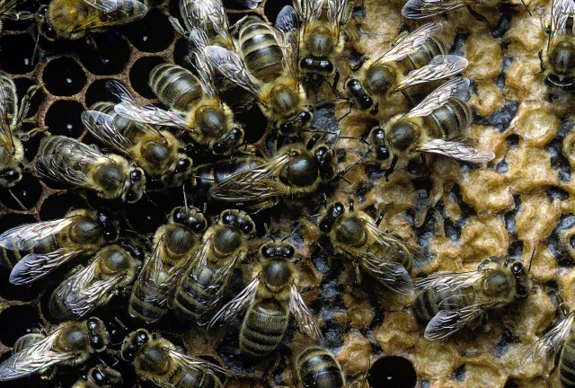 Как судьба пчелы зависит от её диеты