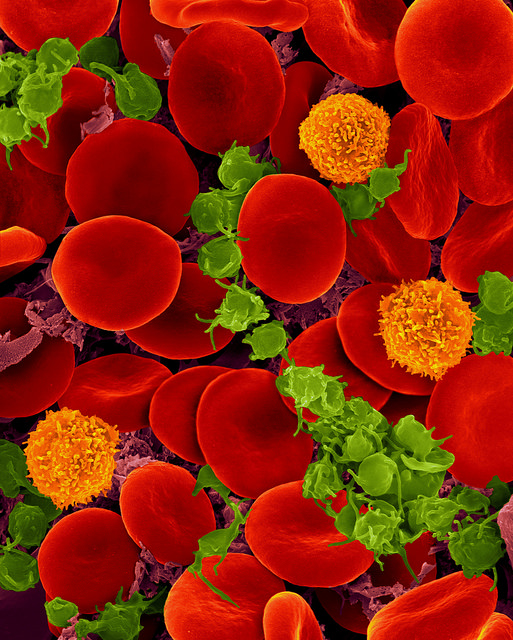 Как тромбоциты ускоряют свёртывание крови