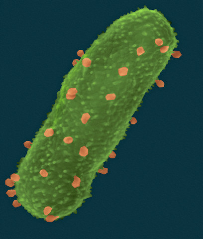Как вирусы решают судьбу бактерии