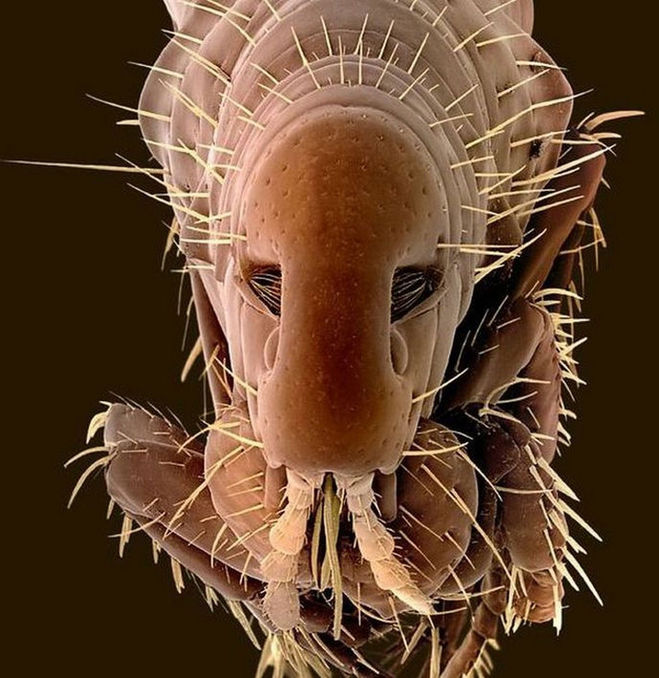 Как выглядит укус комара под микроскопом?