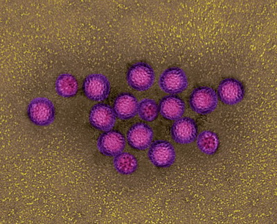 Кишечный вирус помогает иммунитету