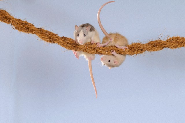Крысы помогают друг другу