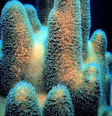 Личинки кораллов перестают узнавать любимые водоросли