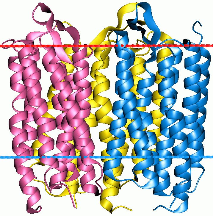 Мембранные белки поймали в нанодиски