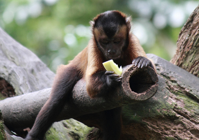 Мозг приматов вырос на фруктах