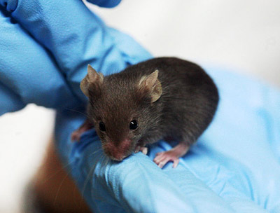 Мужчина как обезболивающее: пол лаборанта влияет на результаты экспериментов на животных
