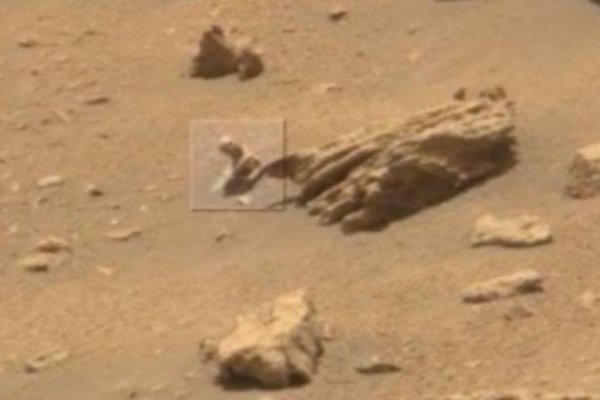 На марсе обнаружили ящерицу