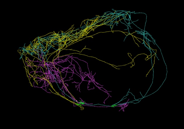 Нейрон размером с мозг