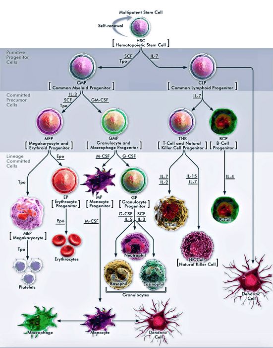 Открыто происхождение стволовых клеток крови