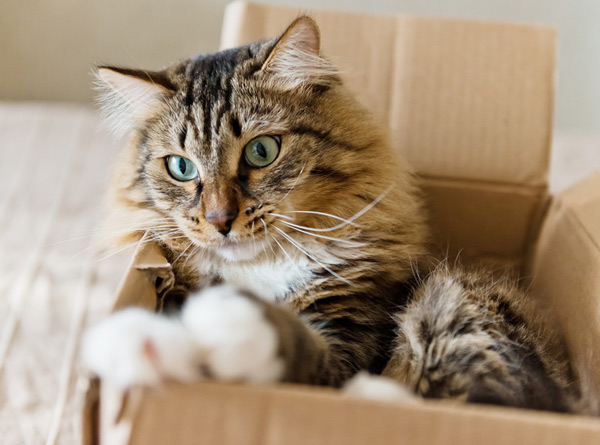 Почему кошек тянет в коробки
