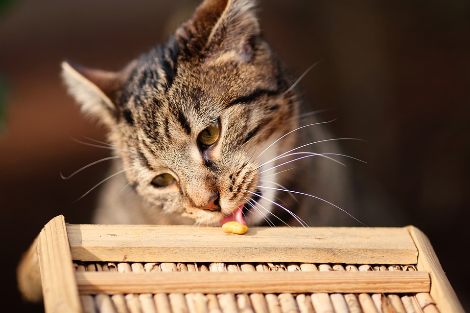 Почему кошки привередливы в еде – 2