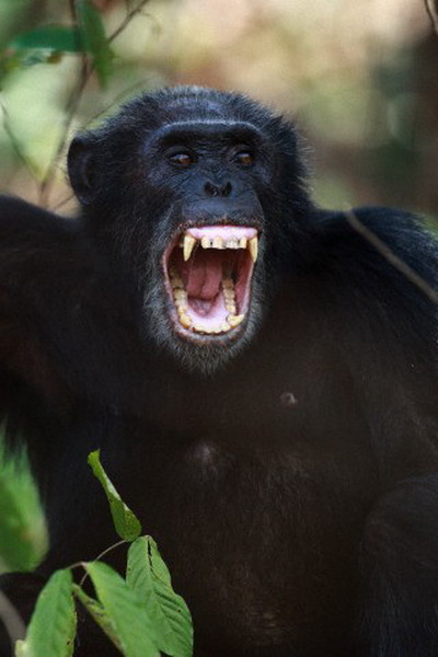 Шимпанзе воюют и без человека