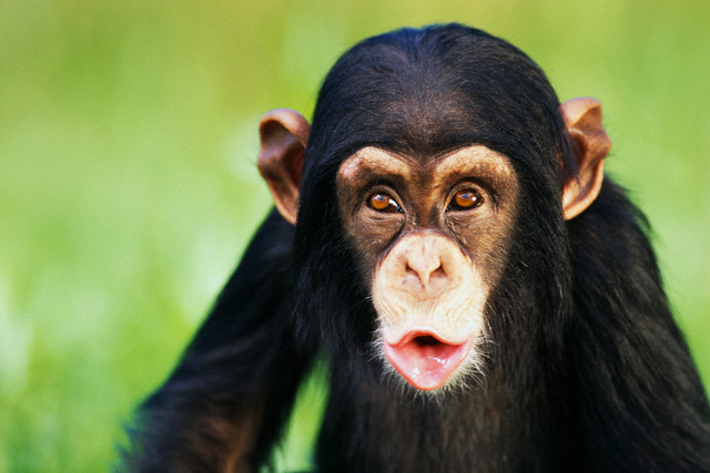 Шимпанзе запоминают фильмы