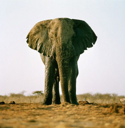 Слоны чувствуют запахи лучше всех зверей