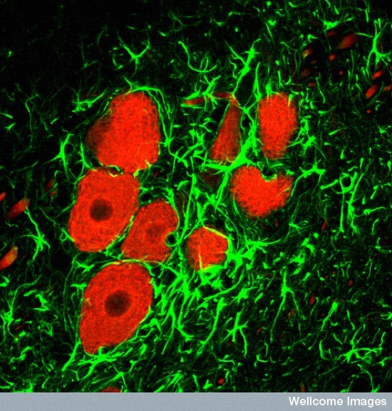 Служебные клетки мозга помогают нейронам держать форму