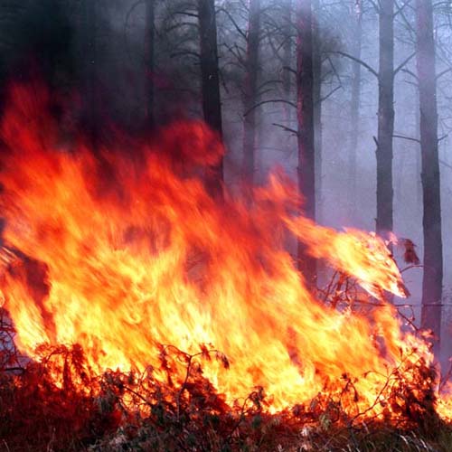 Спасаем леса от пожаров… пожарами!