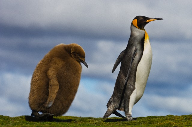 Толстые пингвины сильнее переваливаются на ходу