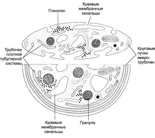 Тромбоцит, проводник лимфоцита