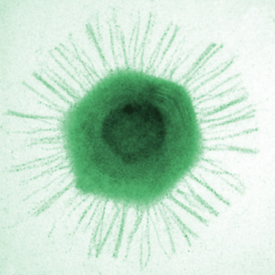 У гигантских вирусов нашли бактериальную «иммунную систему»