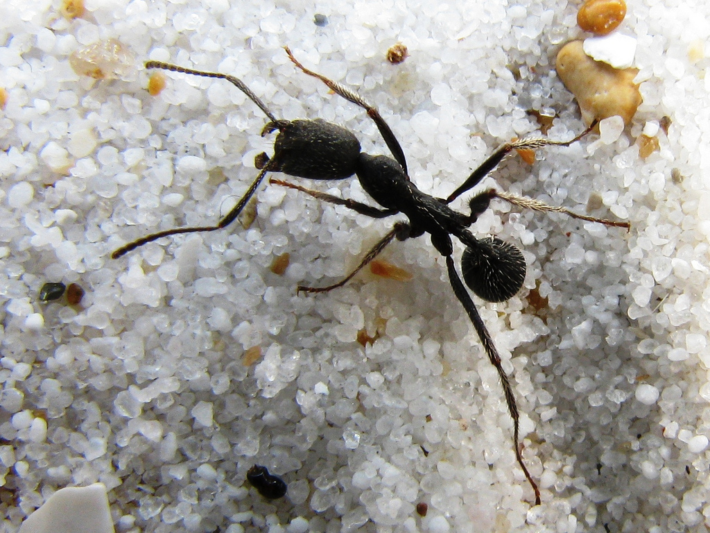 У муравьиных колоний нашли признаки личности