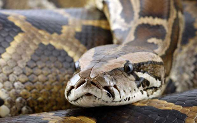 У змей найден неизвестный науке опасный вирус