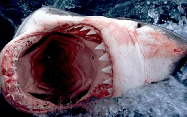 Ученые обнаружили сходство между мозгом акулы и человека