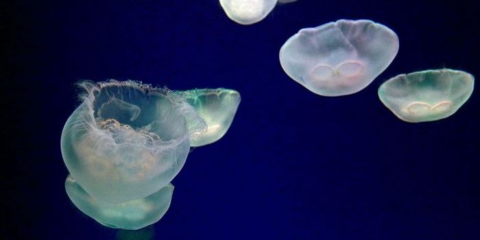 Ученые создали искусственную медузу
