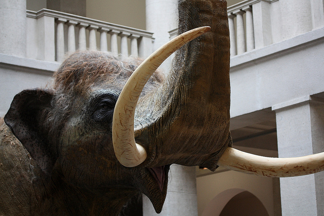 В доисторической греции ели слонов