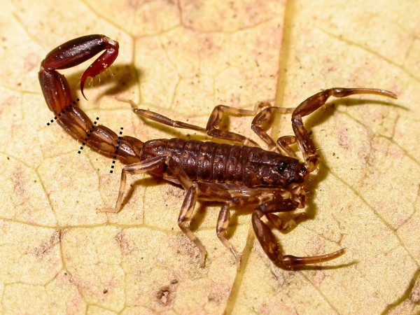 В минуту опасности скорпионы отбрасывают «хвост»
