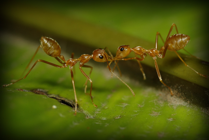 Зачем муравьи целуются
